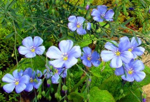  ( Linum )