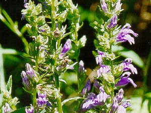  ( Lobelia )