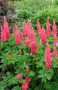  ( Lupinus )