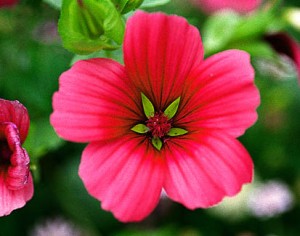  ( Malope )