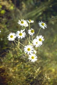    ( Matricaria )