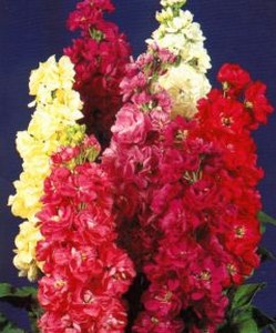     ( Matthiola incana )