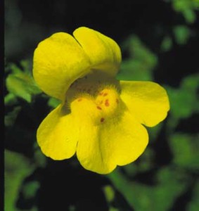    ( Mimulus )