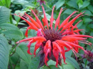  ( Monarda )