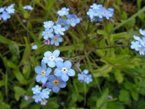  ( Myosotis )