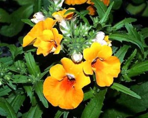  ( Nemesia )