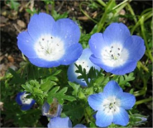 НЕМОФИЛА или АМЕРИКАНСКАЯ НЕЗАБУДКА ( Nemophila )