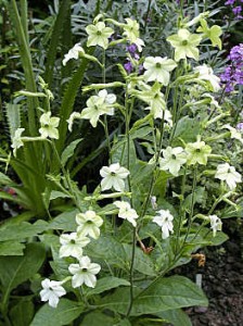   ( Nicotiana )