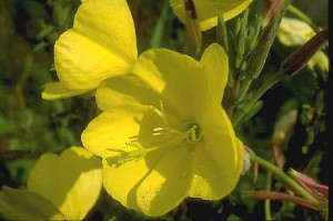  ( Oenothera )