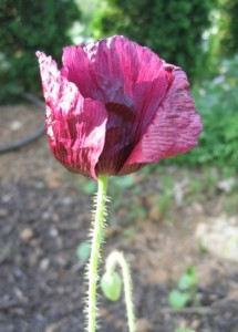 ( Papaver )