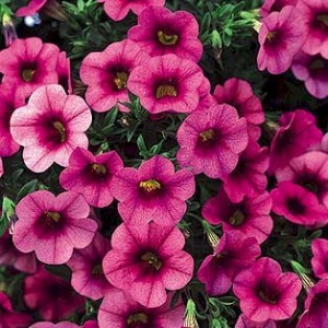   ( Petunia )