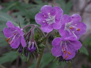  ( Phacelia )
