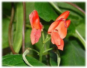  -     ( Phaseolus coceineus )
