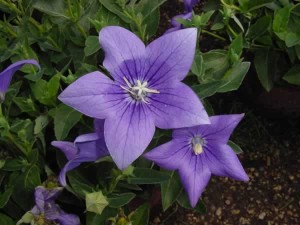   ( Platycodon grandifloris )