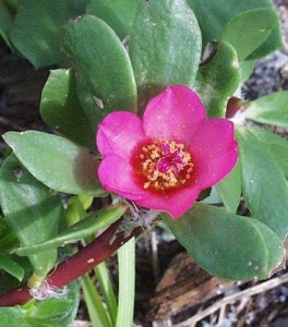  ( Portulaca )
