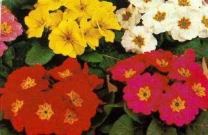    ( Primula )