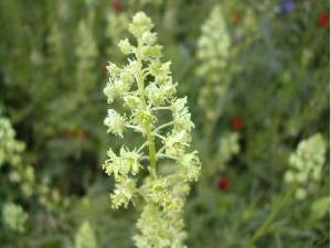  ( Reseda )
