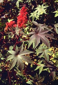     ( Ricinus )