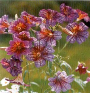 САЛЬПИГЛОССИС ( Salpiglossis )