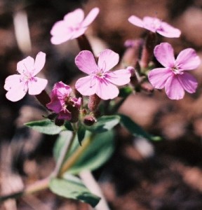    ( Saponaria )