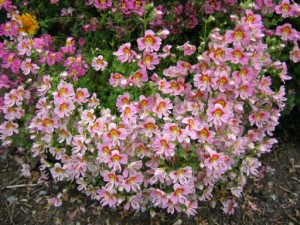 СХИЗАНТУС или ШИЗАНТУС   ( Schizanthus )