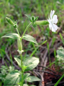  ( Silene )