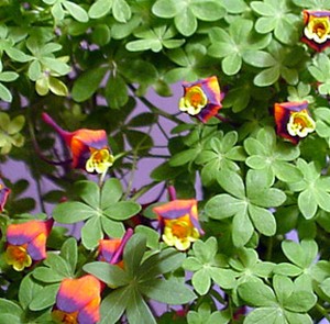   ( Tropaeolum )