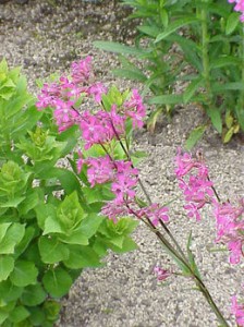    ( Viscaria )