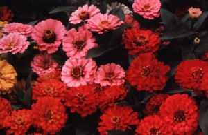   ( Zinnia )